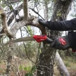 Összecsukható gallyazó fűrész 4932498624